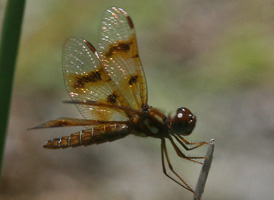 Eastern Amberwing